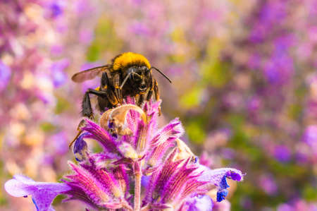 A shallow focus shot of a bee collecting honey off of English lavenderの写真素材