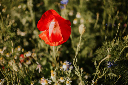 A closeup shot of a beautiful red poppy in a field in the daylightのeditorial素材
