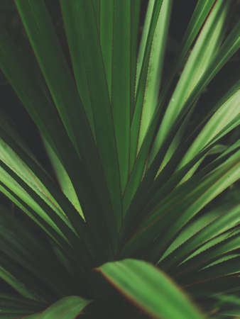 A closeup vertical shot of a tropical plant green leavesの写真素材