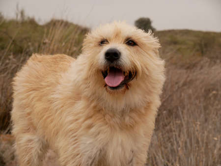A closeup shot of a cute Dutch Smoushond dog standing on a rock