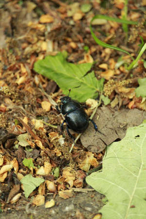 The black beetle on the ground in the forest