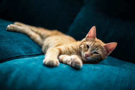A selective focus shot of an adorable cat relaxing on a blue sofaの写真素材