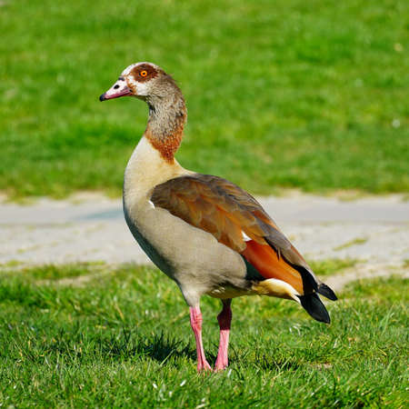 A closeup beautiful shot of a brown duck on the grass with greenery on the backgroundの写真素材
