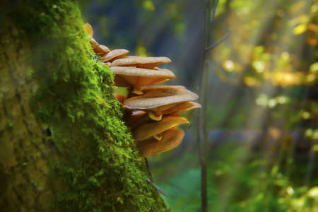 A closeup of wild mushrooms growing on a tree covered in mosses in a forest