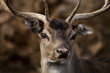 A selective focus shot of a deer