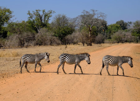 A beautiful shot of three zebras crossing the road in safari with trees on the backgroundの写真素材