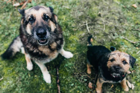 A cute border terrier dog and a German Shepherd sitting on the grassの写真素材