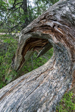 A vertical closeup shot of a damaged tree