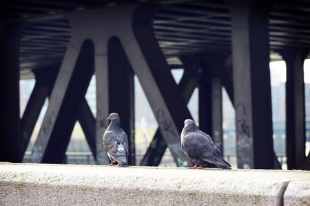 A back view of two gray pigeons perched on the wallの写真素材