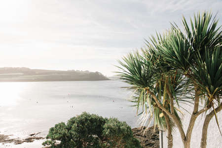 A closeup shot of tropical plants with the beautiful sea in the backgroundの写真素材