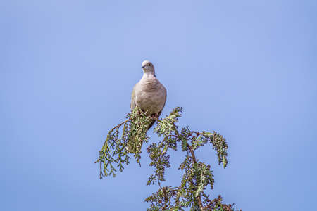 A low angle closeup shot of a stock dove sitting on the tree branch under a blue skyの写真素材