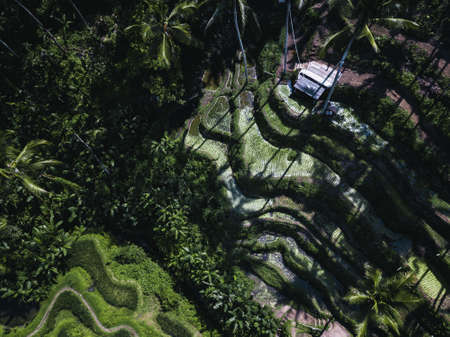 An aerial shot of a field covered in palm trees and bushes under the sunlight - cool for wallpapersの写真素材