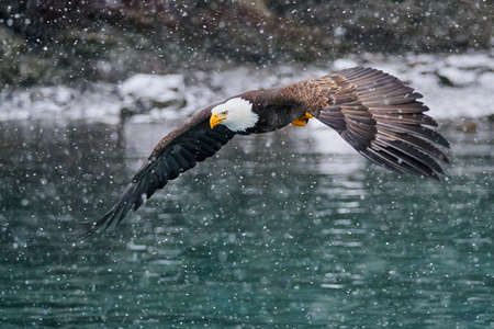 A selective focus shot of American bald eagle in flight over the lakeの写真素材