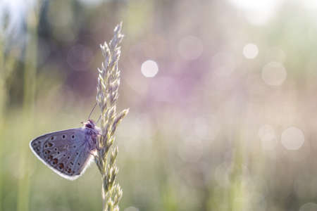 A shallow focus closeup shot of a butterfly on a plant with bokeh backgroundの写真素材
