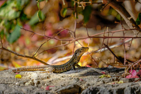 A closeup of a Southern alligator lizard on a stone