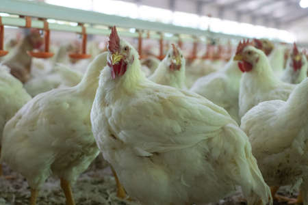 A closeup shot of broiler chickens into the indoor chicken farm