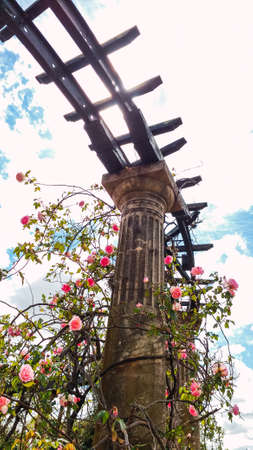 A vertical shot of an old column and pink roses in Botanical garden in Montevideo, Uruguayの写真素材