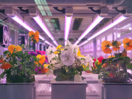 Plants on vertical farms grow with led lights. Vertical farming is sustainable agriculture for future food.の写真素材