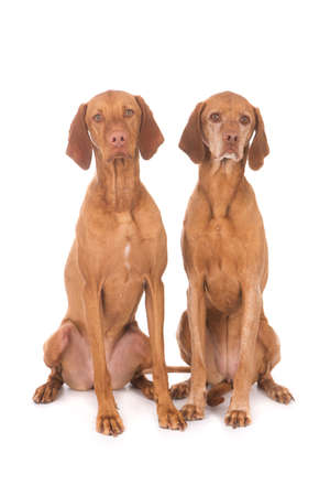 A closeup shot of cute vizslas isolated on white backgroundの写真素材