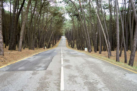 An amazing shot of an empty road going through a dense forest