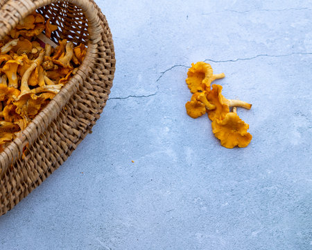 Basket with freshly picked yellow golden chanterelles, autumn feeling. Gray marble background with mushrooms on. Place for text and copy space.の写真素材