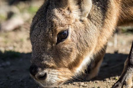 A closeup shot of a unique Patagonian mara animalの写真素材