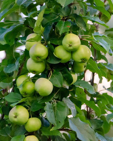 The fresh green apples on the branches of a tree