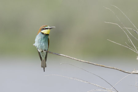 A selective focus shot of a blue bee-eater perched on a branch