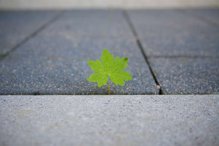 A closeup shot of a green leaf on the sidewalkの写真素材