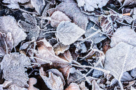 A close up top view of fallen autumn leaves covered with ice crystals