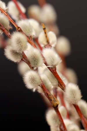 A vertical closeup shot of fuzzy willow budsの写真素材