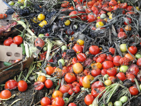 Expired Tomatoes are waiting to be processed to biogasの写真素材
