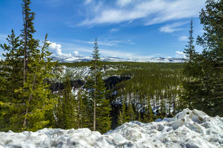 A high angle shot of a forest in the winter in the Yellowstone National Park, USAの写真素材