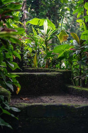 A vertical shot of the mossy stairs surrounded by green plantsの写真素材
