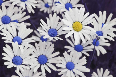 A closeup shot of a beautiful yellow daisy flower among blue daisies - standing out of the crowd conceptの写真素材