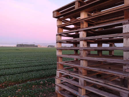 A stack of wooden pallets in a cultivated field