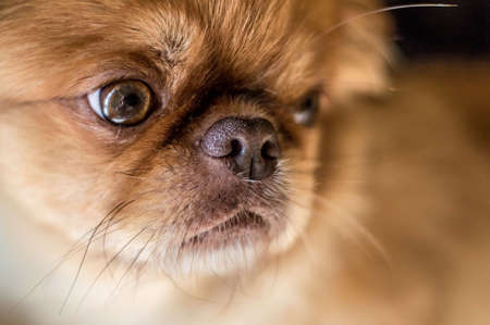 A selective focus shot of an adorable pekingeseの写真素材