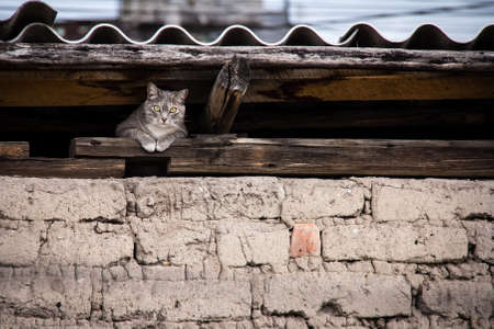 A beautiful shot of a cat hiding under the roofの写真素材