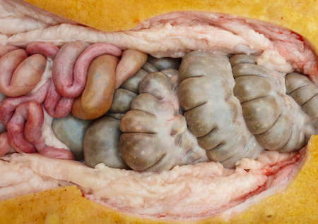 An open abdomen of a pig with intestinesの写真素材