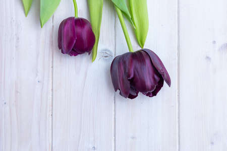 Two black tulips put next to each other behind a white surfaceの写真素材