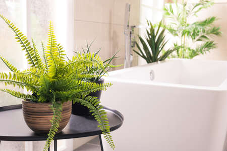The beautiful plants next to the bathtub in the bathroomの写真素材
