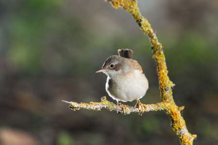 Female Common whitethroat, Sylvia communis, on spring migration at stop over, perched on branch with...