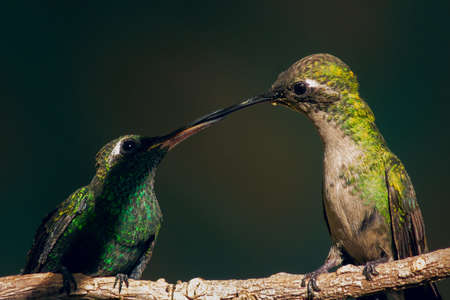 A shot of two amazing Hummingbirds perching on a tree branch and kissing on a blurry backgroundの写真素材