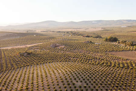 An aerial view of a vineyard in the countryside of Andalusia, Spainの写真素材