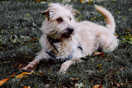 A closeup shot of glen of imaal terrier with harness resting on green grassの写真素材