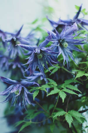 A vertical closeup shot of the purple flowers of the climbing plant named Downy Clematis in a gardenの写真素材