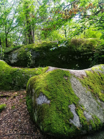 A vertical shot of rocks covered in mosses in a forest surrounded by treesの写真素材