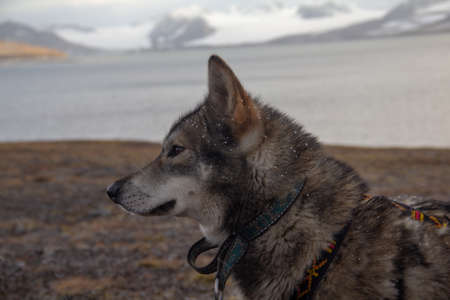 A shot of the beautiful gray and furry  Tamaskan wold dogの写真素材
