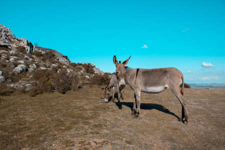 A view of two donkey grazing in the grassland under a clear blue sky backgroundの写真素材