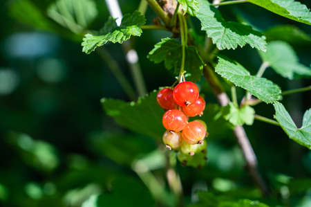 A closeup of Redcurrants on a tree branch in a field under the sunlight with a blurry background